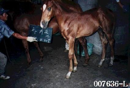 ���͵��ڸ� ����