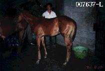 ���� (NORUSHIL) ����