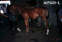 ������� (MYONGMYONGBAEKPAEK) ����