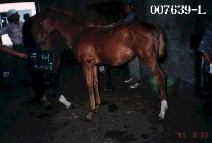 ������� ����