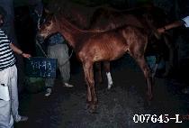 �������� (NEW FRIEND) ����