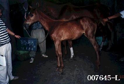 �������� ����