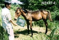 ���������ڸ� ����