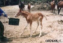 �������� (KWANDONG SEONBONG) ����