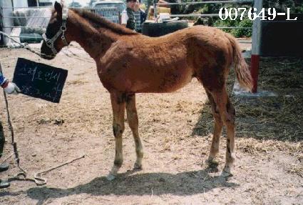 ����� ����