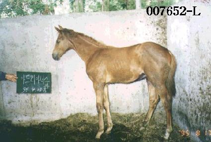 �÷�� ����