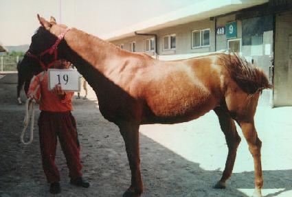 �̵̽��� ����