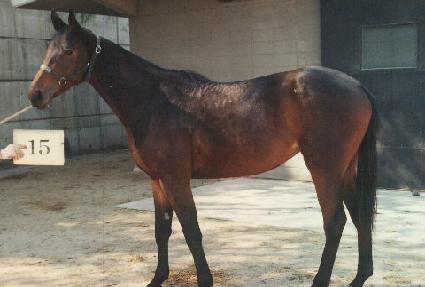 �ݰ��ʷ� ����