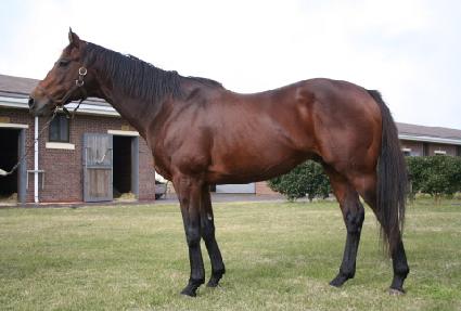 ���Ϸ�Ʈ������ ����