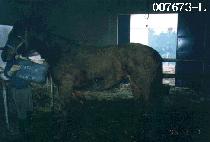 ���̾�Ÿ�� (BIATARA) ����