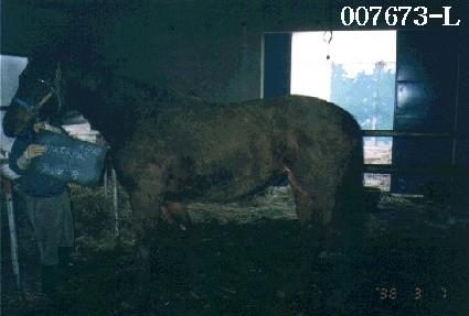 ���̾�Ÿ�� ����