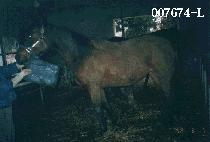 ���乮 (OTOE MOON) ����