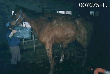 �ҵ𽺷��̵� ����