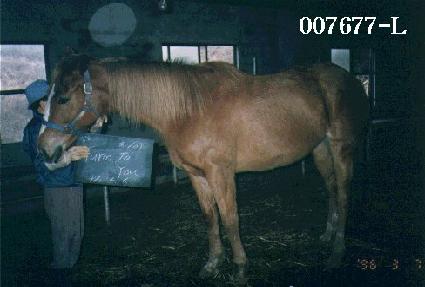 ������ ����