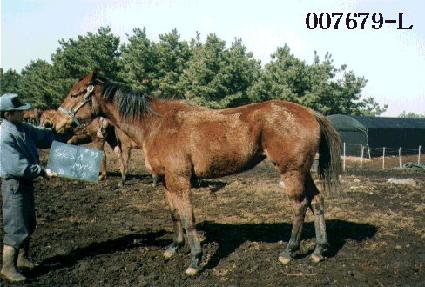 �����̾� ����