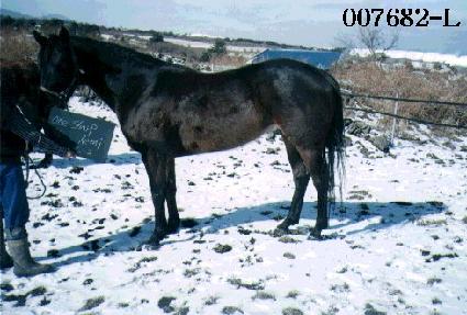 ���������� ����