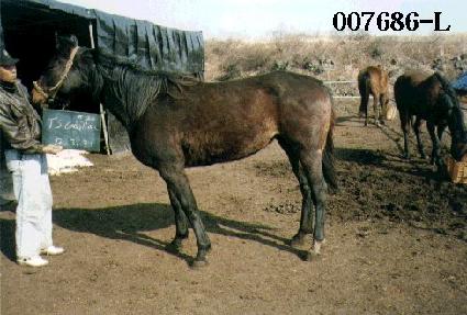 Ƽ��ĳ���� ����