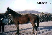 �뽺�� (NORTHCUT) ����