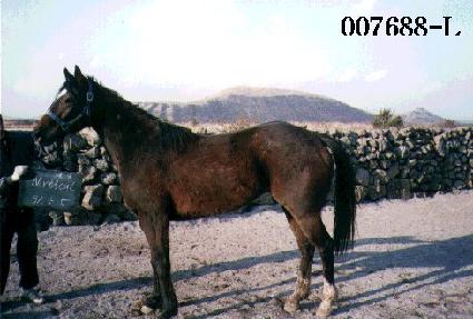 �뽺�� ����