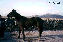 ����轺 (BLEU SOX) ����