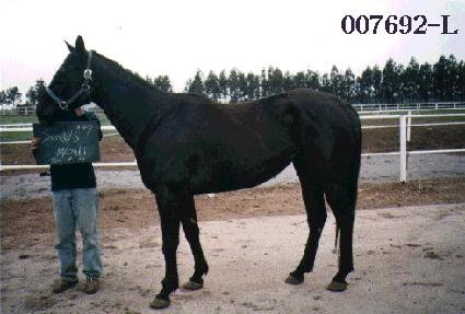 ���𽺸ǵ� ����