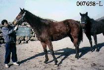 �߳���ī (TSUNAMICA) ����