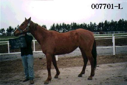 �ڵ������� ����