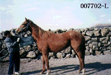 ���θ��� ����