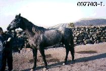 ���� (HALF) ����