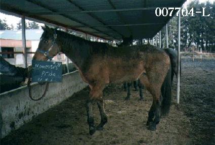 ������������̵� ����