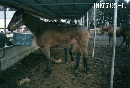 ����Ŀ ����