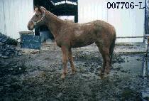 �۽�Ʈ���̵�� (FIRST LADY BE) ����