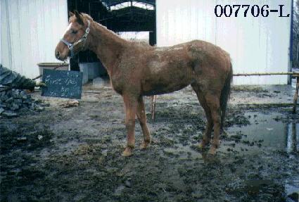 �۽�Ʈ���̵�� ����