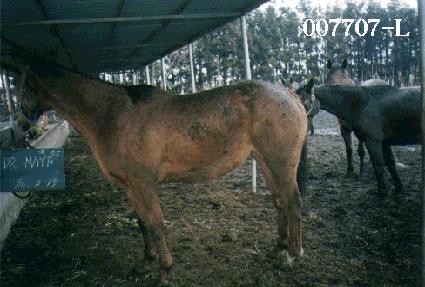 ���͸����� ����