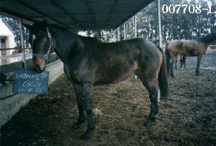 �ͱ׳ʽ����̽� ����