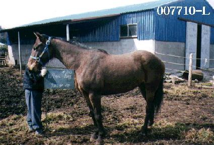 ����� ����