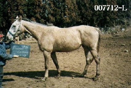 ����ġƮīư ����