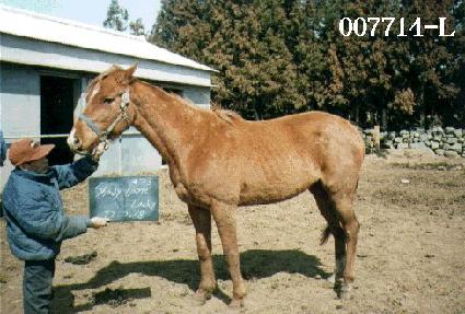 ���̵��η��̵� ����