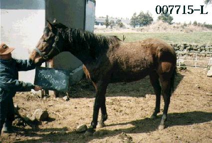 ������Ʈ ����