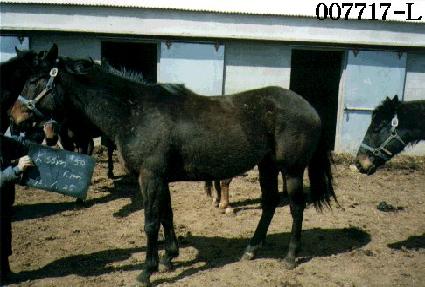 Ű��Ŵ ����