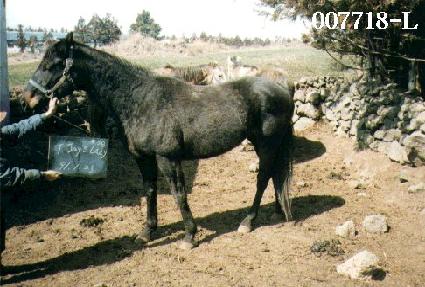 Ƽ���̽����̵� ����