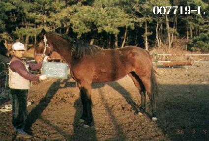 ����������� ����