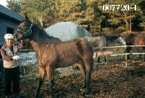 �̽��㽺���Ƽ�� (MISS GEES AVERTED) ����