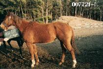 �̽������Ǻ��� (MISS K P VENTURE) ����