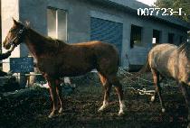 ������ġ���� (A FRENCH BOUQUET) ����