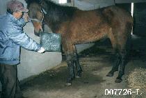 �ξ�Ÿ���� (ROYAL TIMES) ����