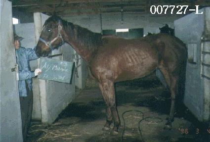 �˸����� ����