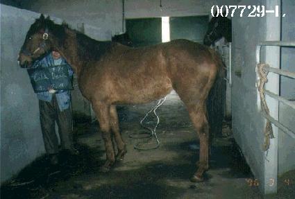 �ݵ嵦 ����