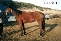 ���Ϸ�Ʈ�ι� (SILENT CHEVAL) ����