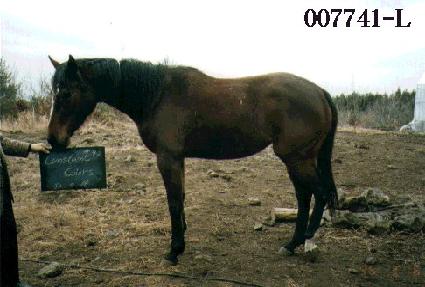 ĭ��źƮĮ�� ����